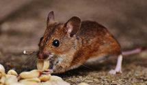 24 Hour & Emergency Exterminators in Ruby, AK